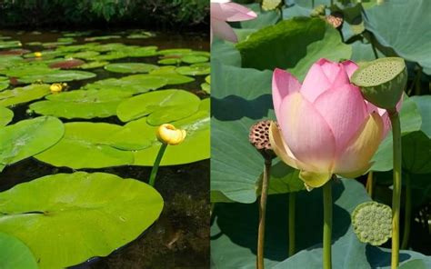 Water Lily Vs Lotus Similarities And Differences
