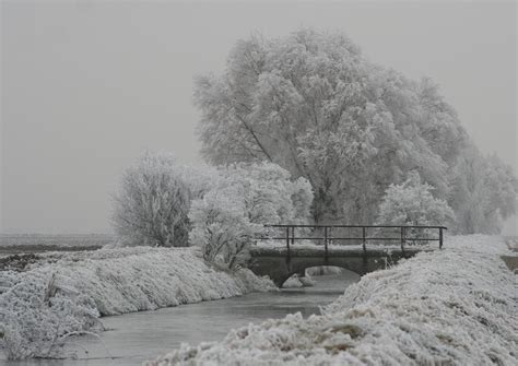 Free Images Tree Nature Black And White Mist Morning Frost