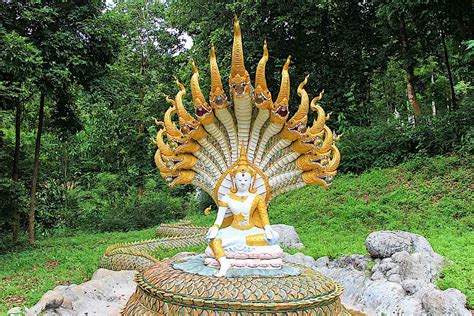 Buddha Weekly Buddhist Naga In The Form Of A Great Cobra Of Many Heads