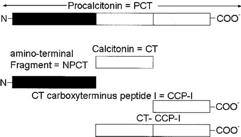 Procalcitonin Pct And Other Precursors Of Calcitonin Ct Under