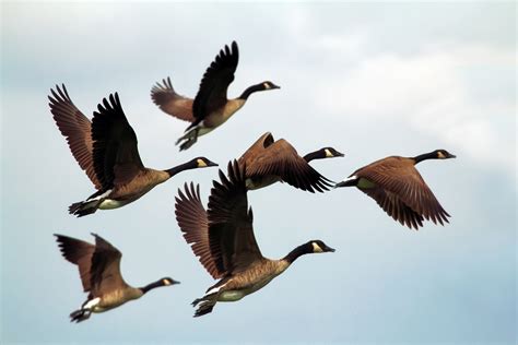 Free Images Wing Sky Flock Flying Formation Wildlife Beak