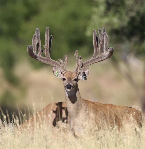 Trophy Texas Whitetail Deer Breeding Breeder Bucks At White Ghost