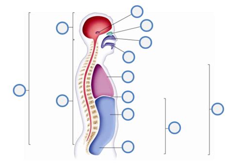 Anatomy And Physiology Unit 1 Body Cavities Diagram Quizlet