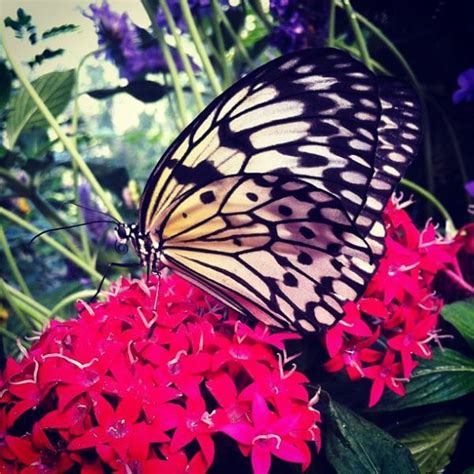 Butterfly Jungle Opens At The San Diego Zoo Safari Park Momfluential