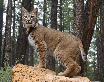 It hides in tall grass and hunts big animals like deer. 10 Amazing Big Cats - Listverse