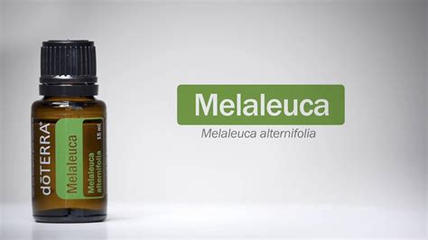 Doterra Melaleuca Essential Oil Youtube