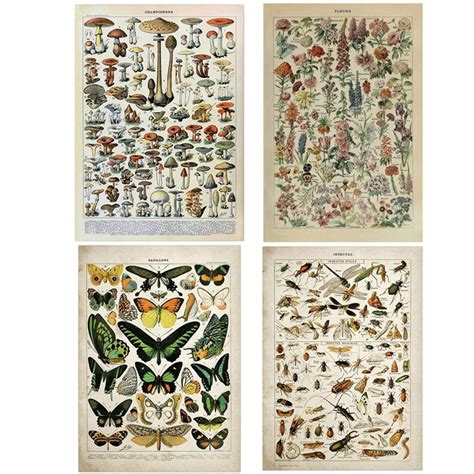 Vintage adolphe millot enciclopédia pintura em tela borboleta flores
