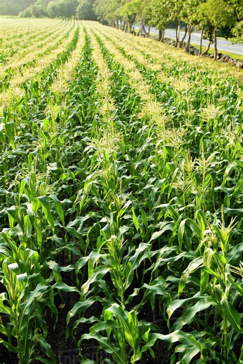 Agriculture Field Of Mid Growth Sweet Corn Plants Fully Tasseled In