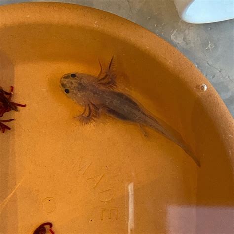 Just Got Our First Axolotl So Excited Axolotls