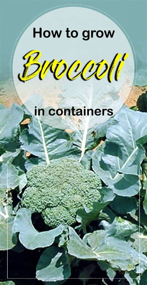 How To Grow Broccoli In A Container Growing Broccoli Naturebring In