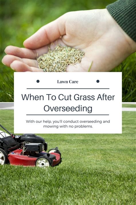 Then, this article is for you. When To Cut Grass After Overseeding - A Green Hand