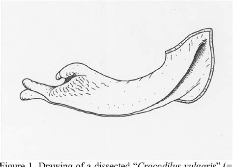 Figure 1 From Genital Structures And Sex Identification In Crocodiles