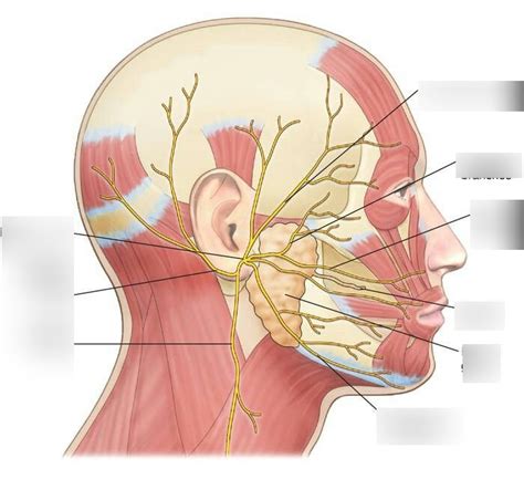 Head And Neck Cadaver Structures Facial Nerve And Branches Diagram