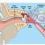 Ear Seed Placement For Pain