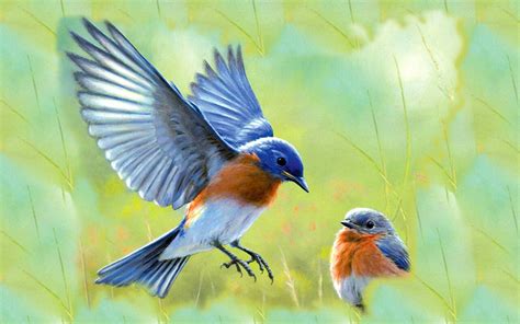 Bluebird Backgrounds Best Birds Flying Natural Wallpaper Birds 9002