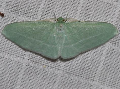 Kc834 07648 The Bad Wing Geometridae Dyspteris Abortiv Flickr