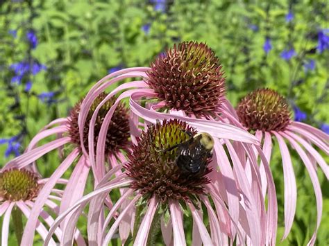 Native Flowers: The Perfect Addition to your Garden