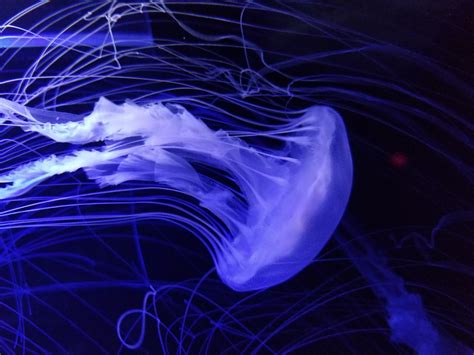 Jellyfish In An Aquarium Rjellyfish
