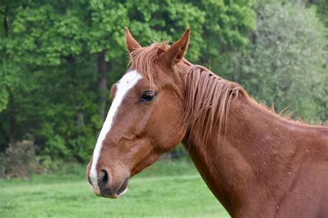 14 French Horse Breeds Best Horses From France Equineigh