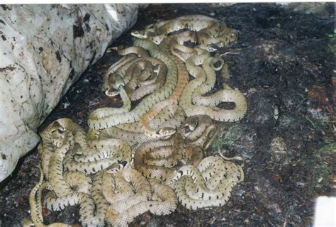 How do snakes lay eggs? RAUK Archived Forum Posts