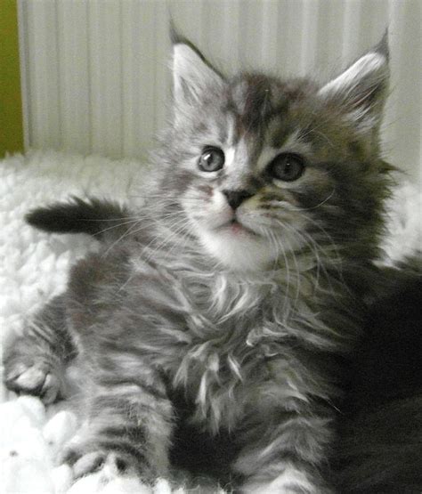 28 Best Images About Silver Blue Mainecoon On Pinterest