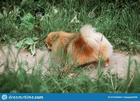 Cute Fluffy Red Dog Pomeranian Walks Along The Path In The Meadow Among