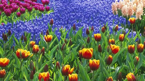Tulip Field Flowers Desktop Wallpapers 1440x900