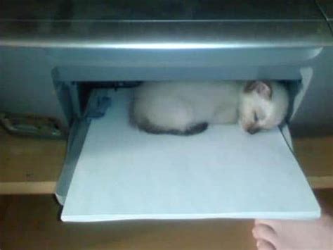 17 Super Cute Sleeping Kittens That Will Make You Want To
