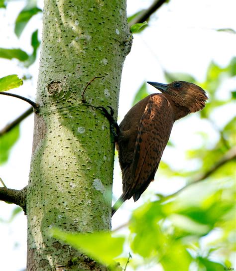 Indian Birds Photography Birdphotoindia Rufous Woodpecker