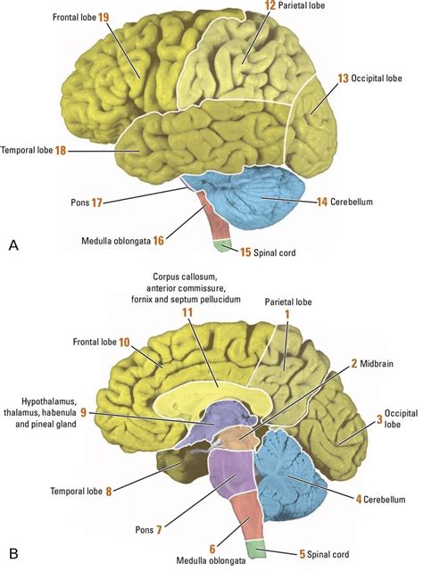 Labeled Diagram Of Brain Lobes