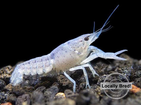 Electric Blue Crayfish Aquatic Arts On Sale Today For 1499