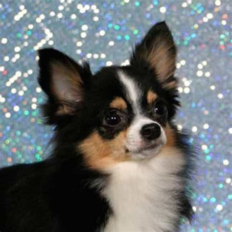 Cutest Long Haired Chihuahua Pictures