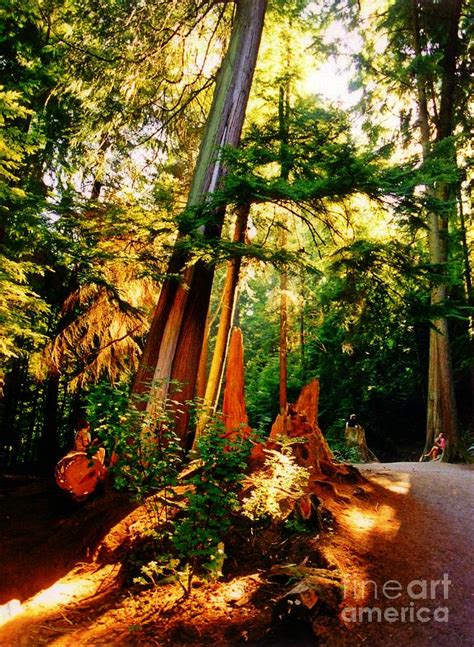 British Columbia Rainforest Photograph By John Malone