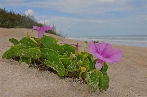 Beach Flowers By Lisa Goddard In 2021 Beach Flowers Morning Glory