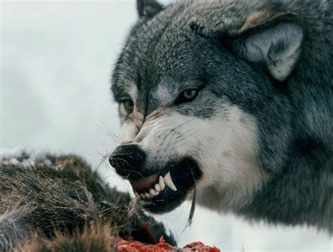 Фото волков: красивые картинки волка в природе