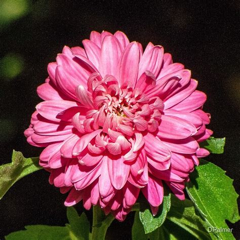 Pink Chrysanthemum By Dpalmer Redbubble