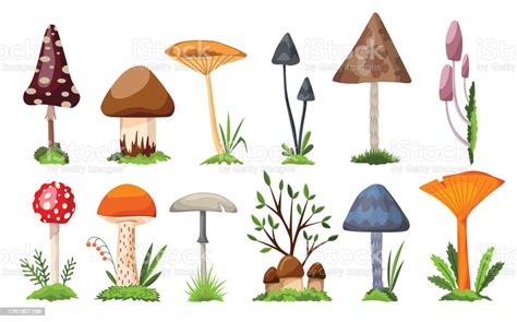 Collection Of Mushrooms And Toadstools Illustration Of The Different