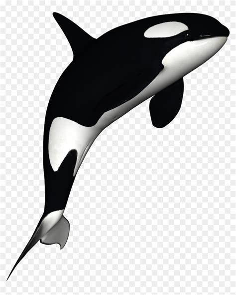 top 107 animated killer whale