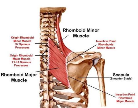 Rhomboid Muscle Pain Massage