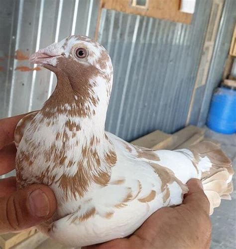 Racing Pigeons Of Meulemans For Sale Birdtrader