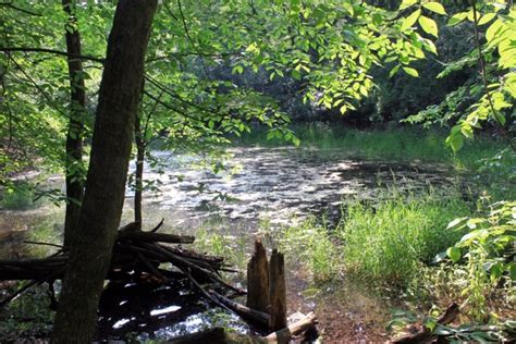 Pond At Lapham Peak State Park Wisconsin Photos In  Format Free And