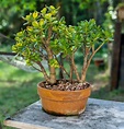 Árbol de Jade o Crassula Ovata: Cuidados y Reproducción