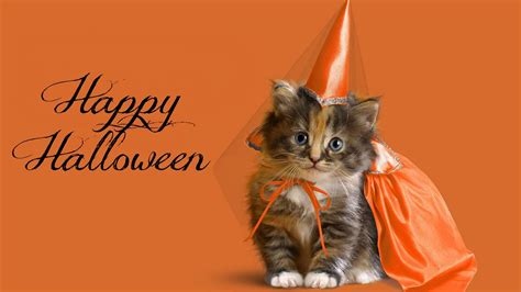 Cat Is Wearing Princess Costume And Hat Hd Happy Halloween Wallpapers
