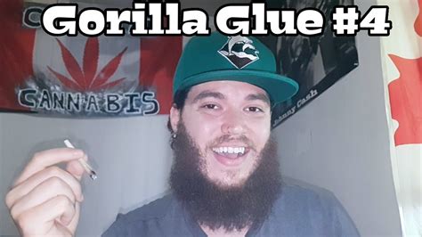 Strain Review Gorilla Glue 4 Youtube