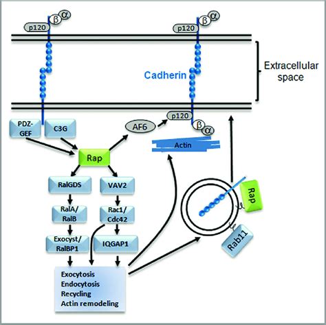 Regulation Of Cadherins By Rap And Other Downstream Small Gtpases