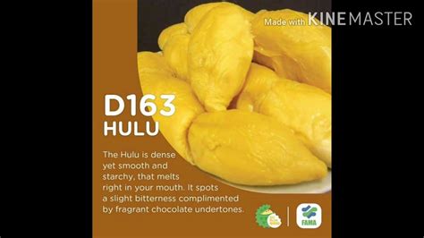 Saya senaraikan 10 jenis yang ada, yang popular, yang biasa terdapat di pasaran tempatan. Jenis-jenis Durian Popular Di Malaysia - YouTube