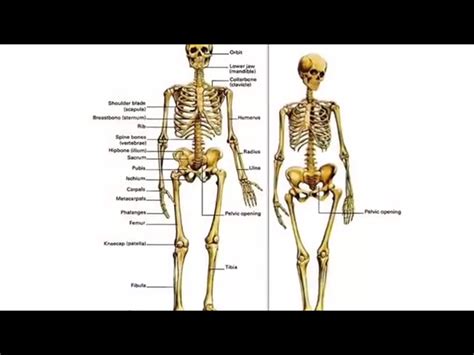 Anatomy Male Vs Female Skeleton Img Abha
