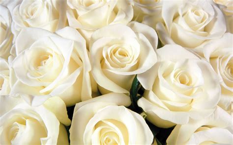 White Roses Wallpaper High Definition High Quality Widescreen