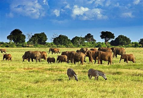 16 Top Rated Tourist Attractions In Kenya Planetware