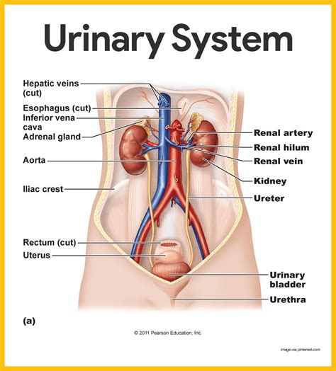model of urinary system labeled anatomy and physiology human anatomy sexiz pix